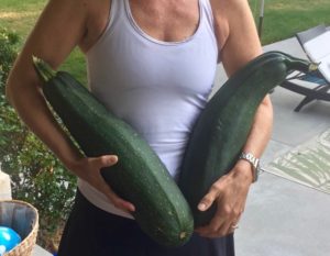 Giant, organic zucchini grown in Chico CA
